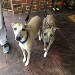 Image post by @bestforpetsmelb on Instagram