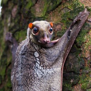 Image post by @animalplanet on Instagram