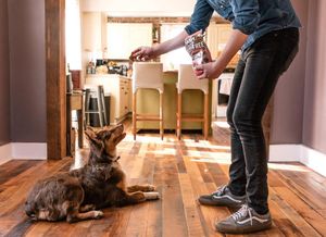 Image post by @evolvepetfood on Instagram