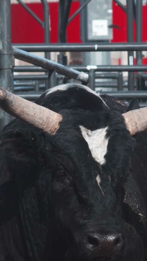 Video post by @PRCAProRodeo on Facebook
