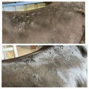 Image post by @equinecareprobiotic on Instagram