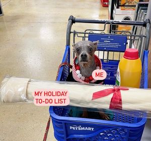 Image post by @petsmart on Instagram