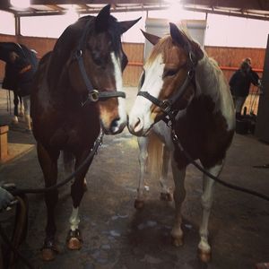 Image post by @osuequestrian on Instagram