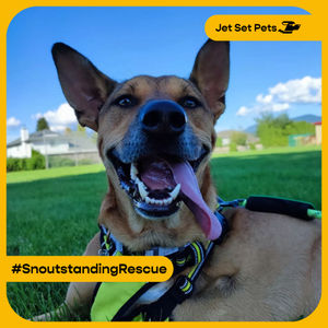 Image post by @jetsetpets on Instagram