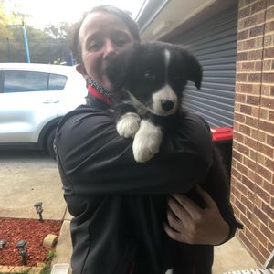 Image post by @bestforpetsmelb on Instagram