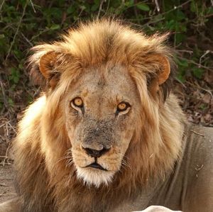 Image post by @chiawasafaris on Instagram