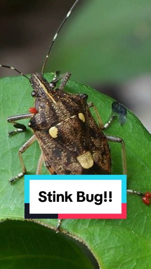 Video post by @bugbustersusa on TikTok