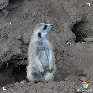 Image post by @animalplanet on Instagram