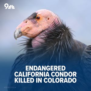 Image post by @9newsdenver on Instagram