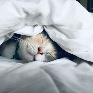 Image post by @nulopetfood on Instagram