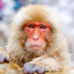 Image post by @animalplanet on Instagram
