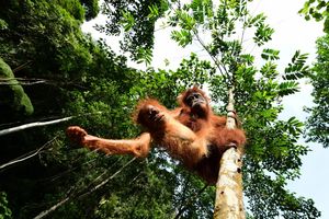 Image post by @animalplanet on Instagram