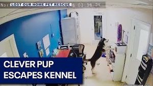 Video post by @fox10phoenix on YouTube
