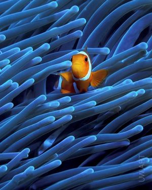 Image post by @fubiz on Instagram