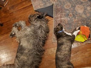Image post by @thesavannahwolfhound on Instagram
