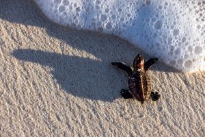 Image post by @AnimalPlanet on Twitter/X