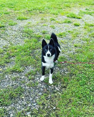 Image post by @tux_the_blue_pomsky on Instagram