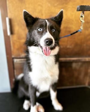 Image post by @tux_the_blue_pomsky on Instagram