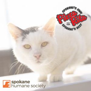 Image post by @spokhumanesoc on Instagram