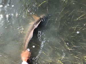 Image post by @toadfishoutfitters on Instagram