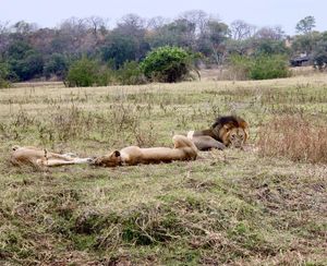 Image post by @chiawasafaris on Instagram