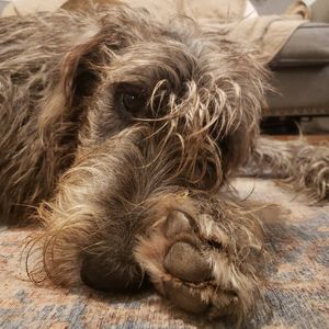 Image post by @thesavannahwolfhound on Instagram