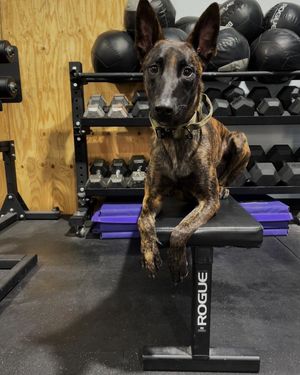 Image post by @roguefitness on Instagram