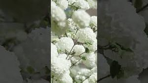 Video post by @uofsc on YouTube