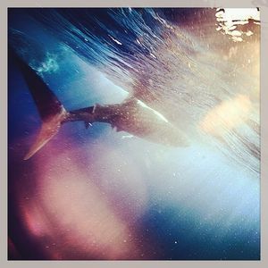 Image post by @discovery on Instagram