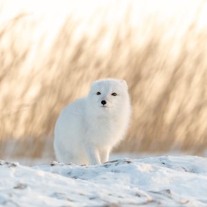 Image post by @discovery on Instagram