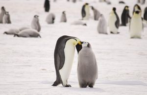 Image post by @white.desert.antarctica on Instagram