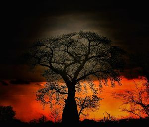 Image post by @chiawasafaris on Instagram