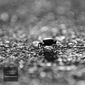 Image post by @lightboximages on Instagram