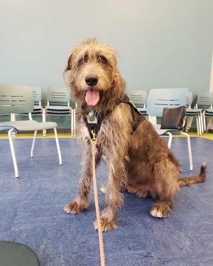 Image post by @thesavannahwolfhound on Instagram