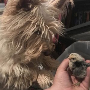 Image post by @animalplanet on Instagram
