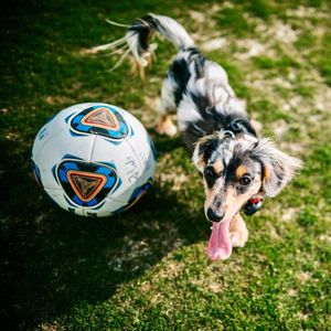 Image post by @gamecockwsoccer on Instagram