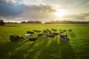 Image post by @arladairyuk on Instagram