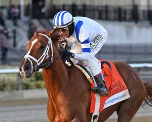 Image post by @thebloodhorse on Instagram
