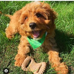 Image post by @evolvepetfood on Instagram
