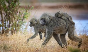 Image post by @animalplanet on Instagram