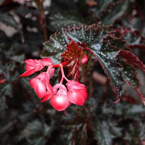 Image post by @rogersgardens on Instagram