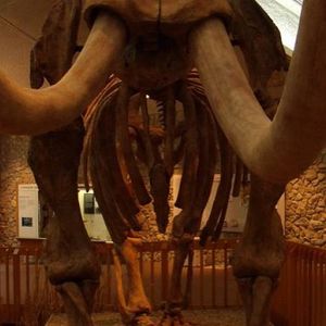 Image post by @mo_mastodons on Instagram