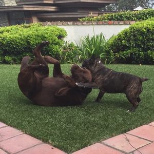 Image post by @animalplanet on Instagram