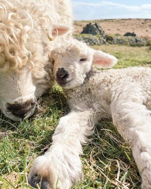 Image post by @visitscotland on Instagram