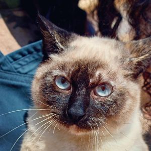 Image post by @animalplanet on Instagram