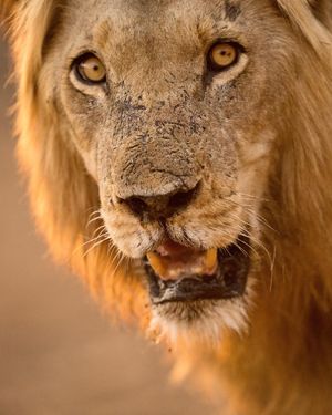 Image post by @chiawasafaris on Instagram