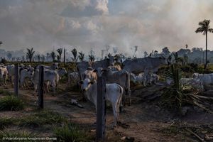 Image post by @greenpeace on Instagram
