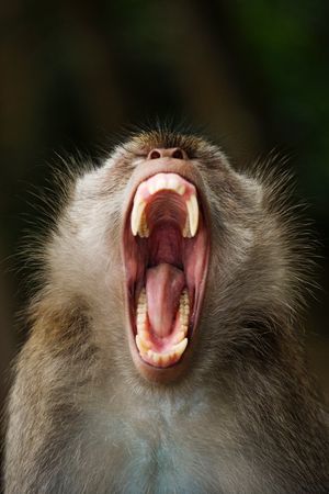 Image post by @AnimalPlanet on Twitter/X