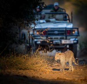 Image post by @chiawasafaris on Instagram