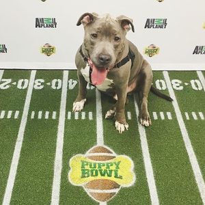 Image post by @animalplanet on Instagram